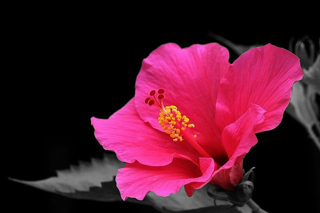 Native Hibiscus Native Hibiscus